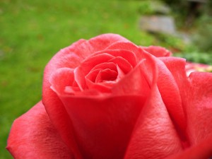 Red rose with delicate petals, symbol of spring